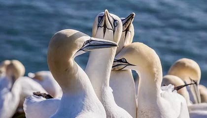 PG模拟器：极致娱乐的新潮流