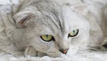 PG模拟器：极致娱乐的新潮流