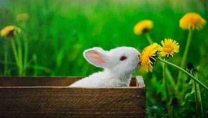 网页版登录入口的艺术与实践